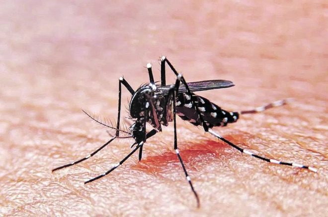 Aedes aegypti picando